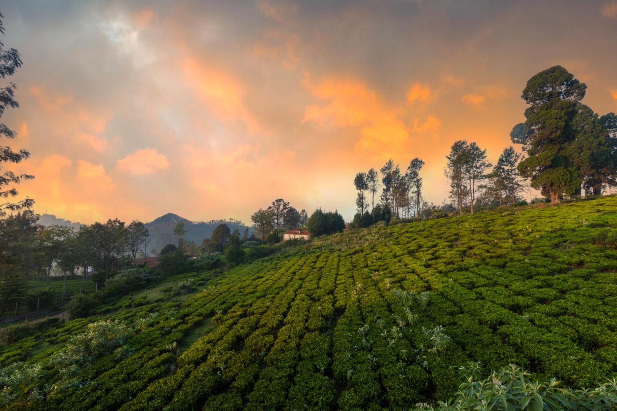 Solitude By Nature Resorts And Stays Kotagiri Extérieur photo